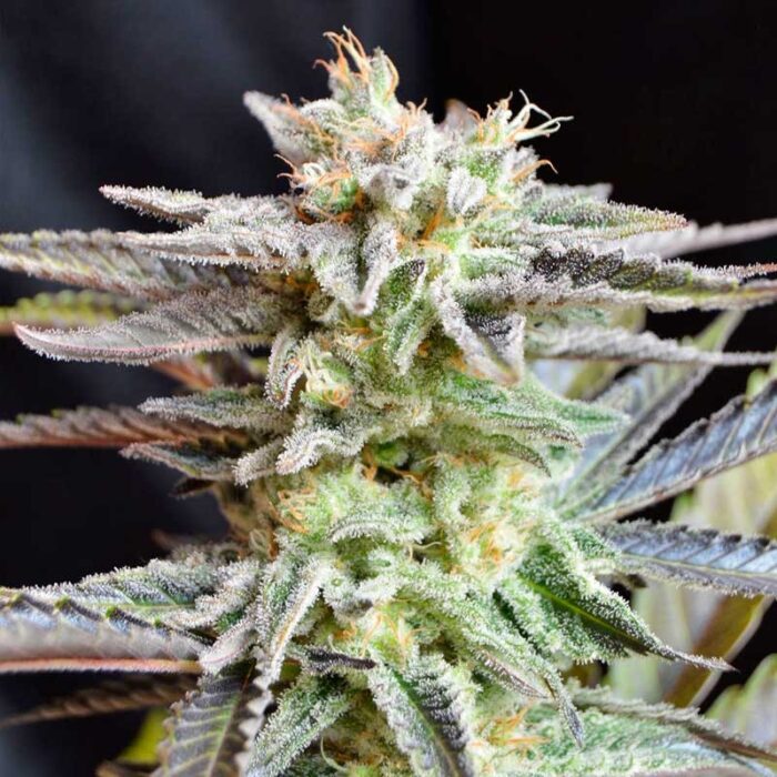 Sugar Black Rose