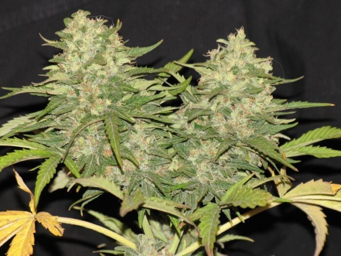 Critical Super Silver Haze