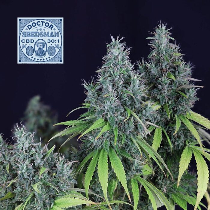 Doctor Seedsman CBD 30:1