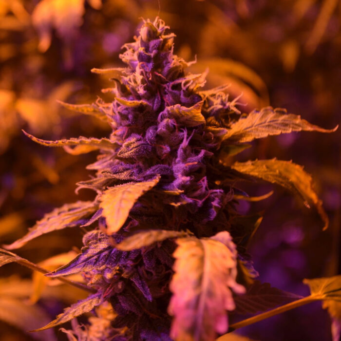Doctor’s Choice #1 Auto