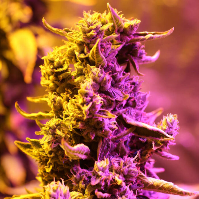 Doctor’s Choice #1 Auto
