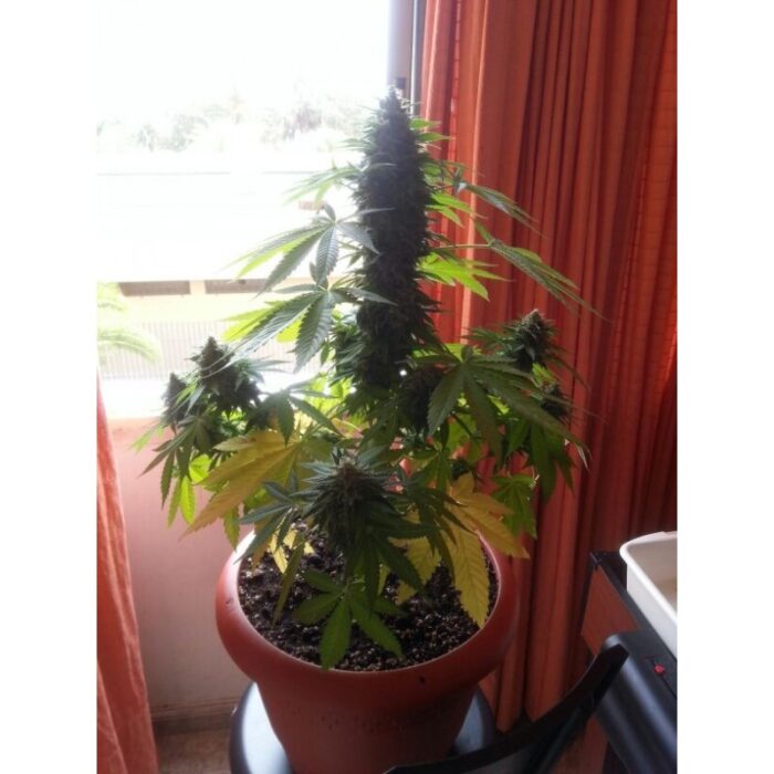 Auto Melon Gum