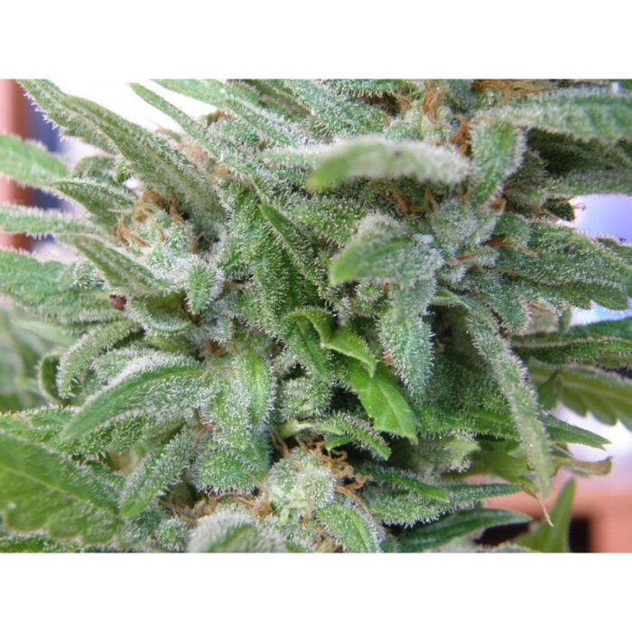 Brooklyn Mango