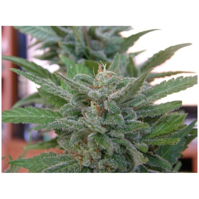 Brooklyn Mango