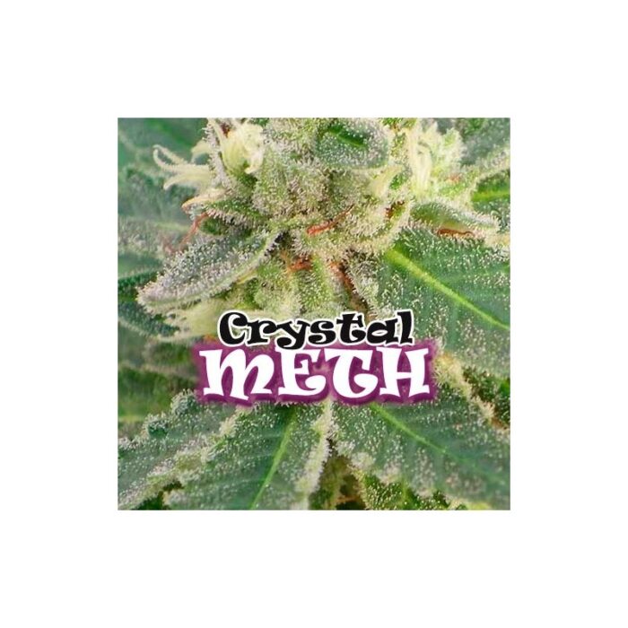 Crystal M.E.T.H.