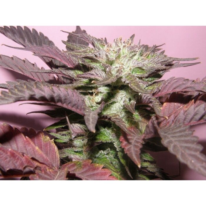 Melon Gum