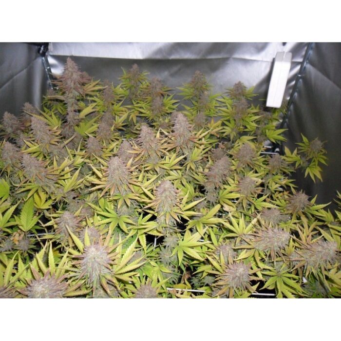 Melon Gum