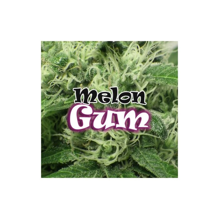 Melon Gum