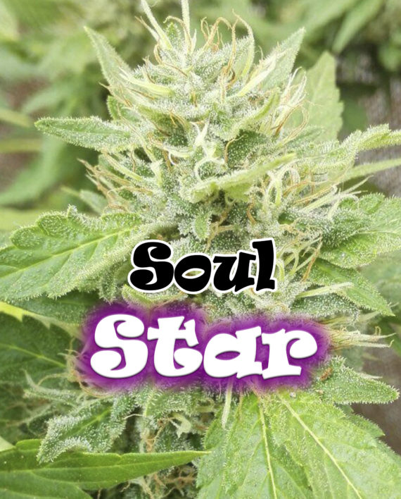 Soul Star