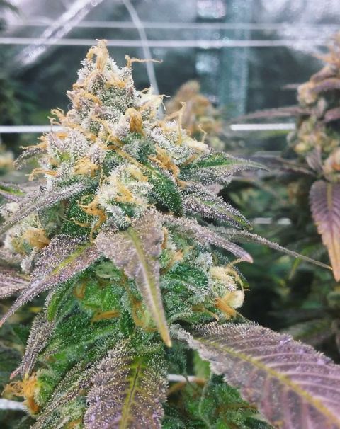 Dream Berry