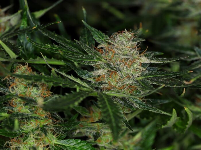 Dream Sherbet Auto