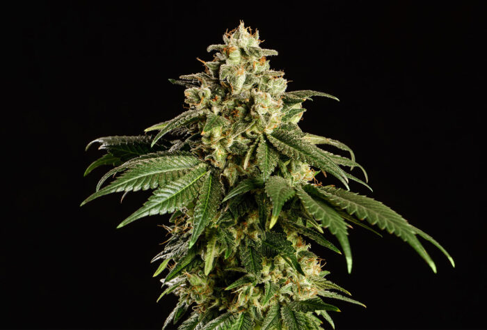 Dream Sherbet
