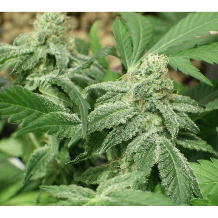 Black Jesus OG