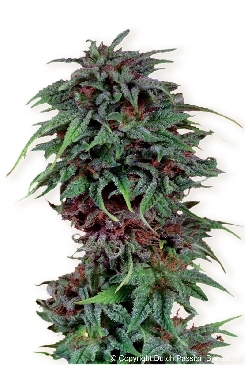 Durban Poison
