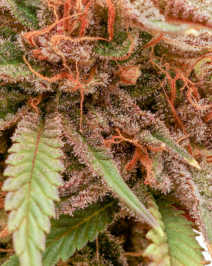 Durban Dew