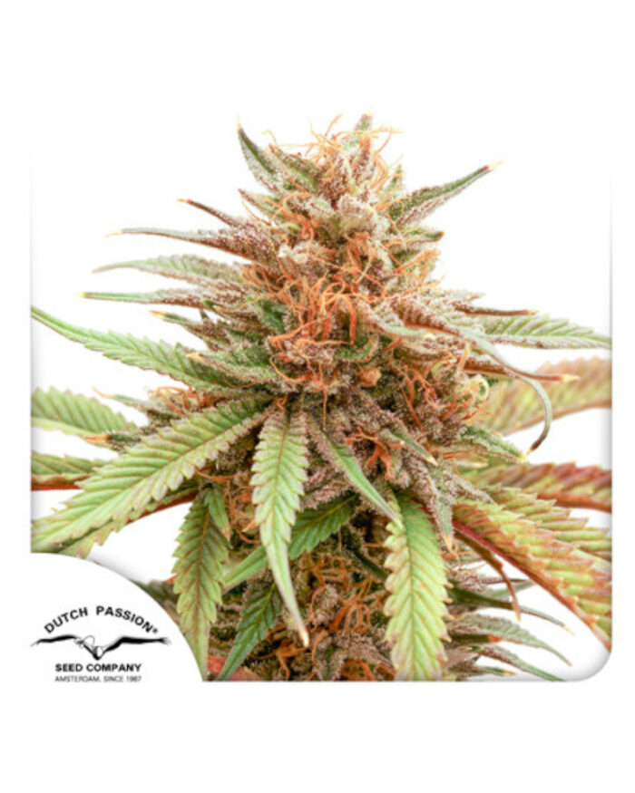 Durban Dew