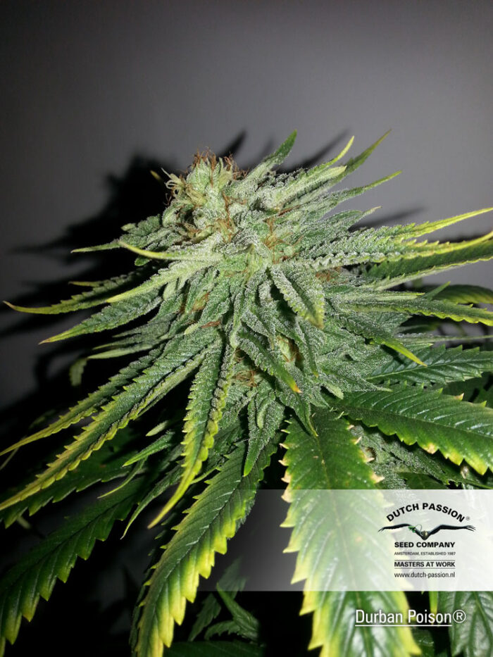 Durban Poison
