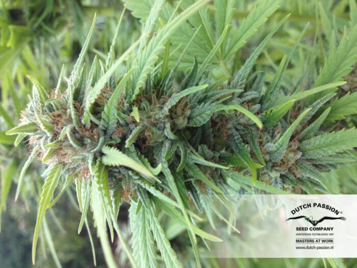 Durban Poison