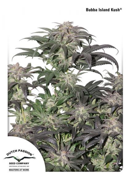 Bubba Island Kush