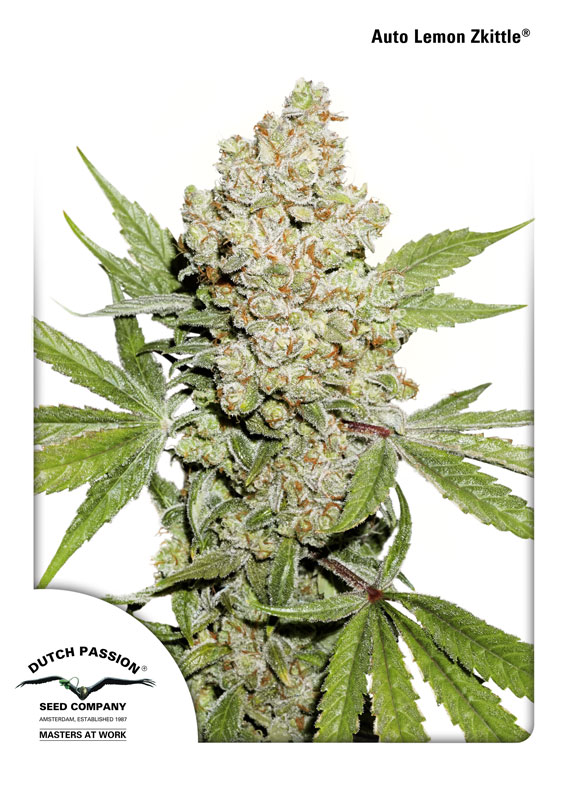 Auto Lemon Kix