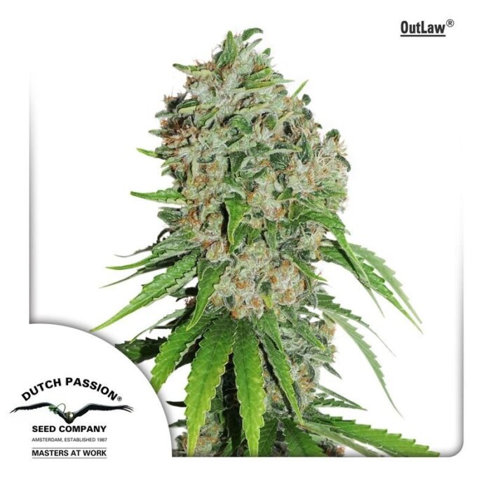 Outlaw Amnesia®