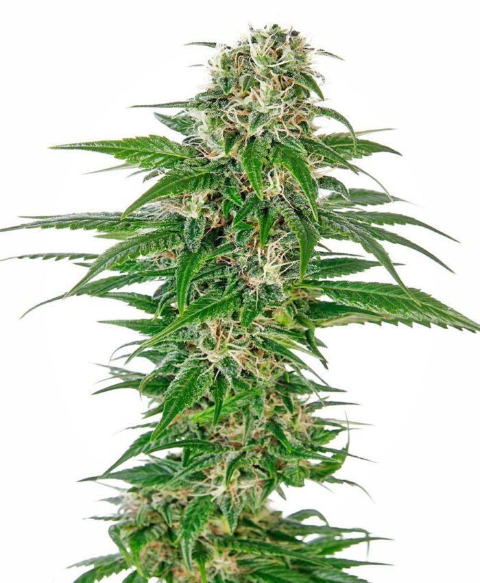 Early Skunk Auto