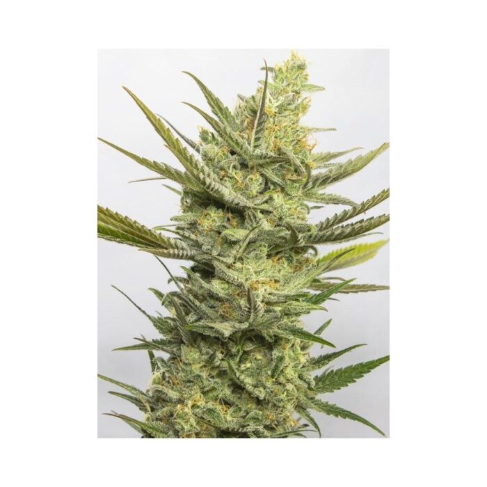 GIPSY HAZE