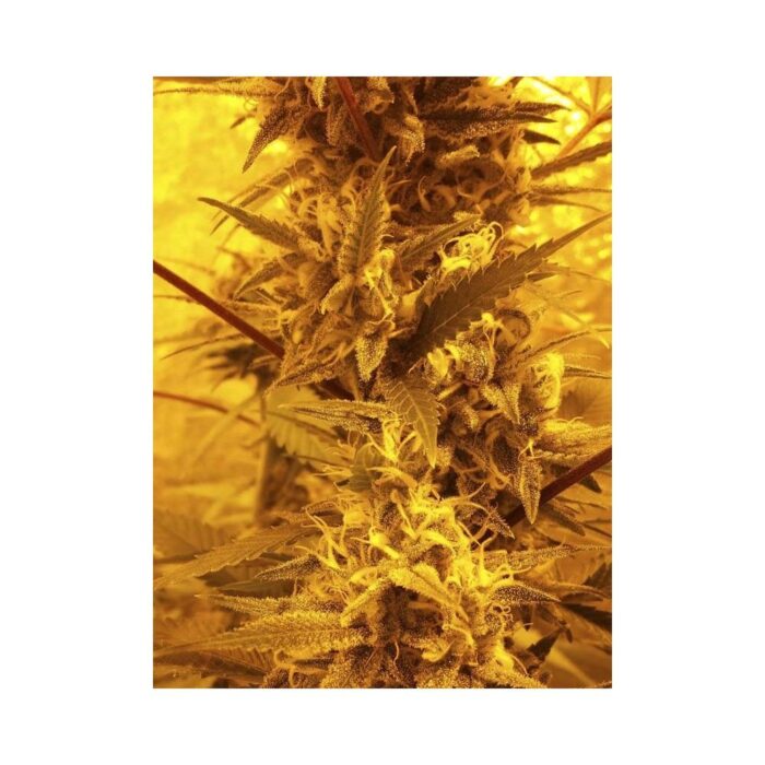 GIPSY HAZE