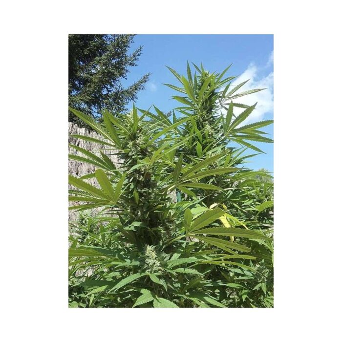 GIPSY HAZE