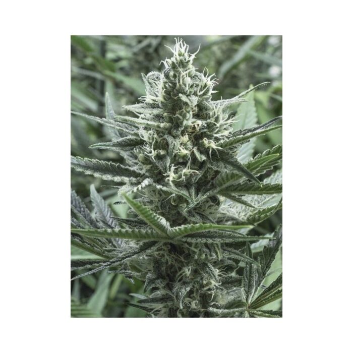 GIPSY HAZE