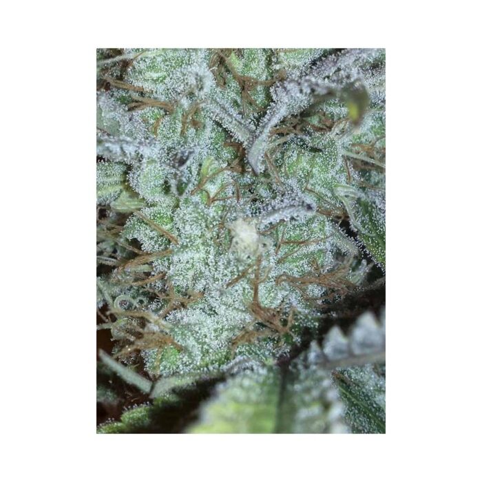 GIPSY HAZE