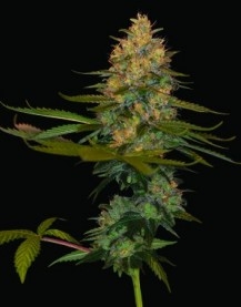 Exodus Kush