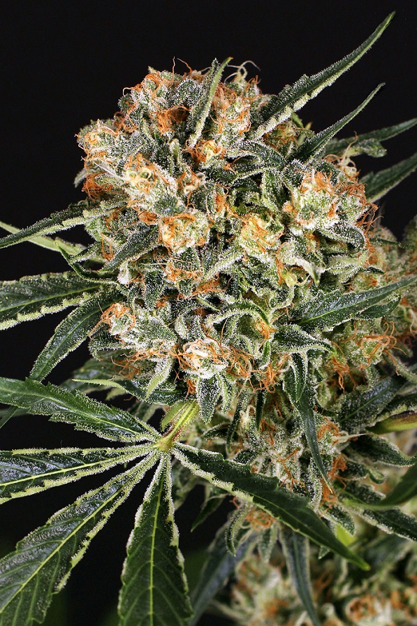 Hippie Therapy CBD