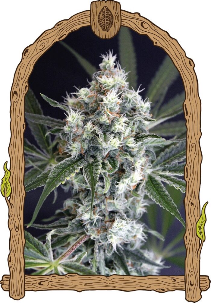 Medxotic Pure CBD