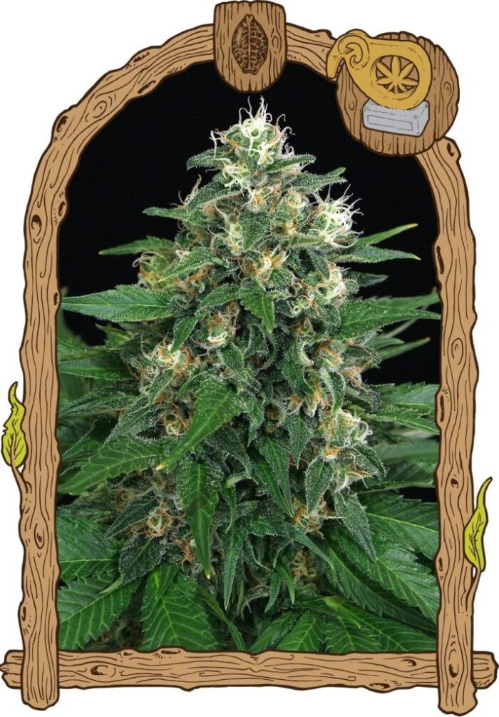 Exotic Thai