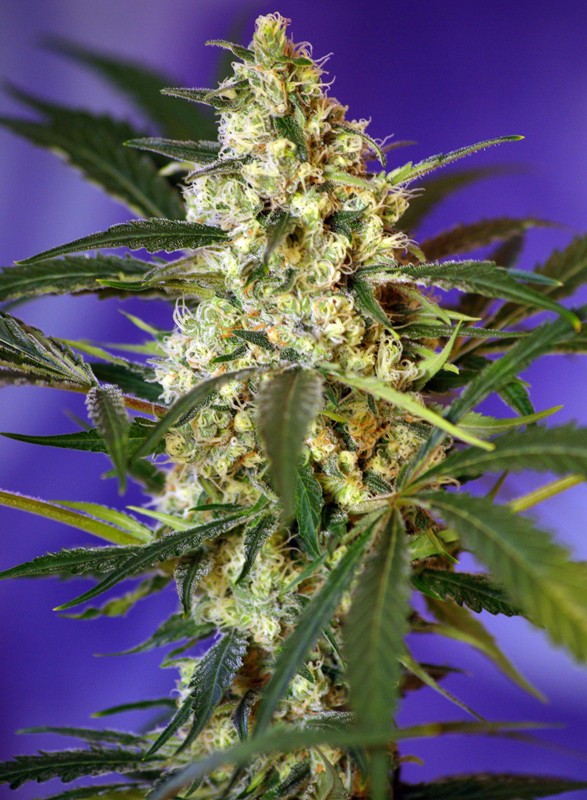 Fast Bud Auto