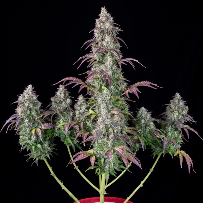 Lemon Pie Auto