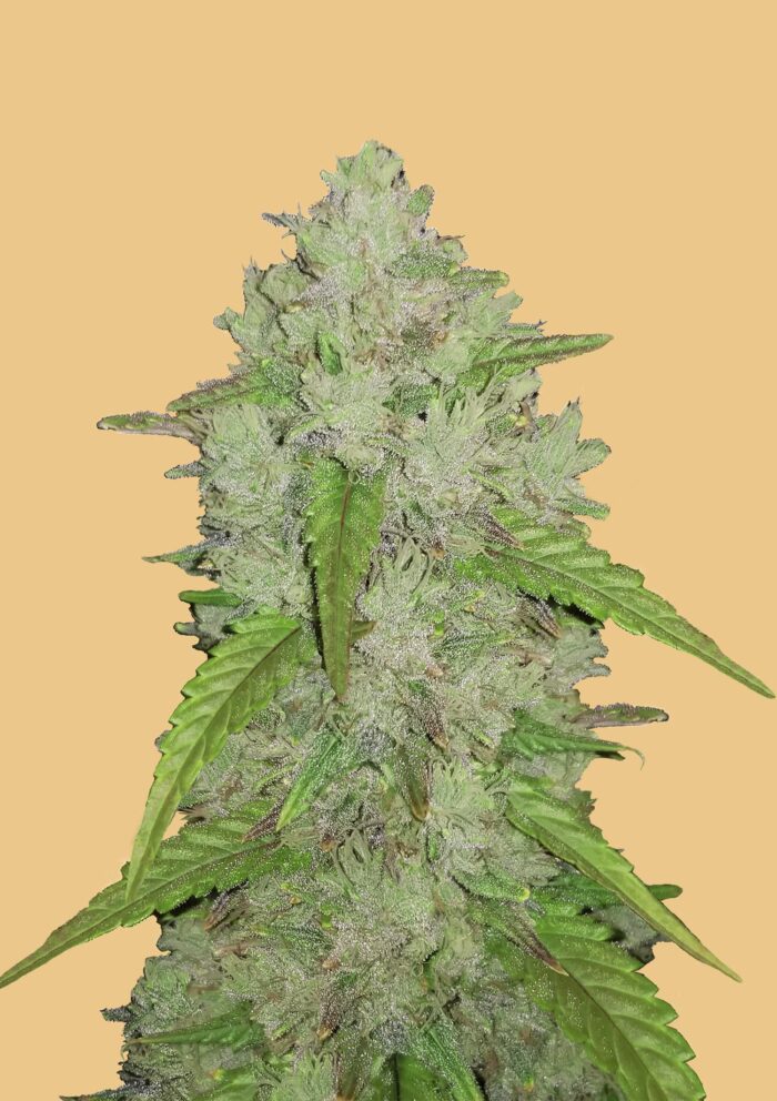 Amnesia Haze Auto