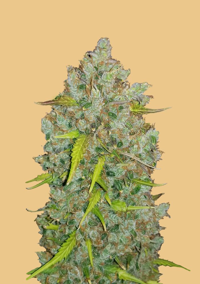 BubbleGum Auto