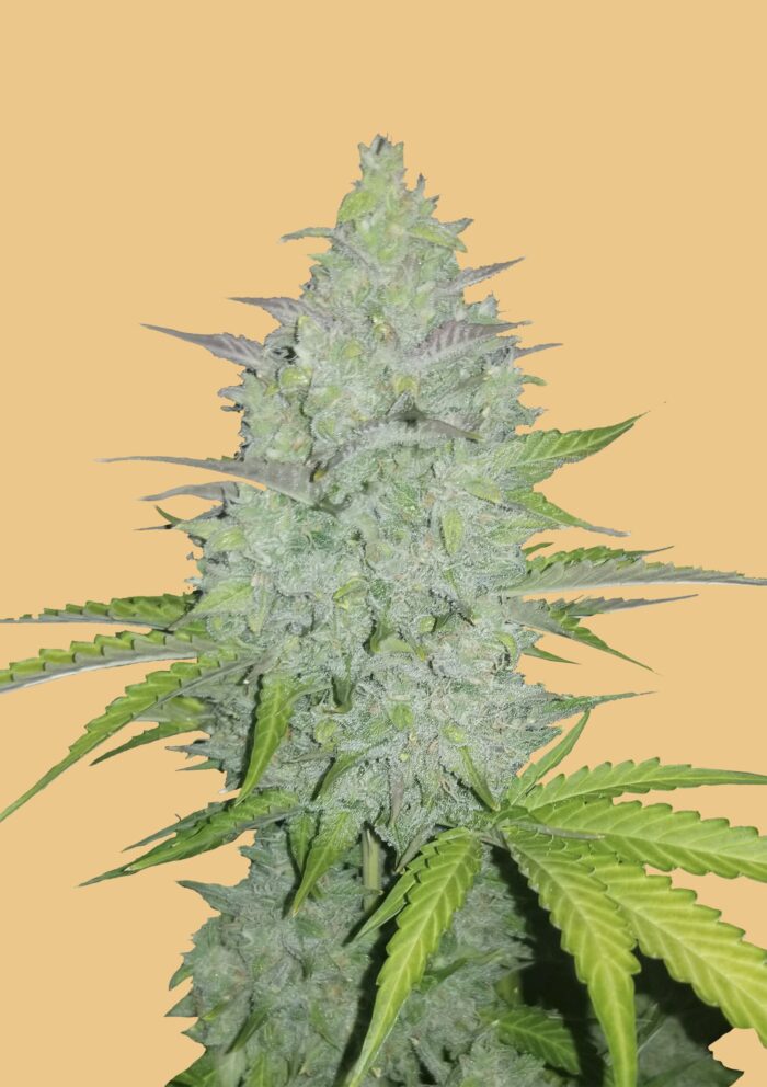 Cheese Auto