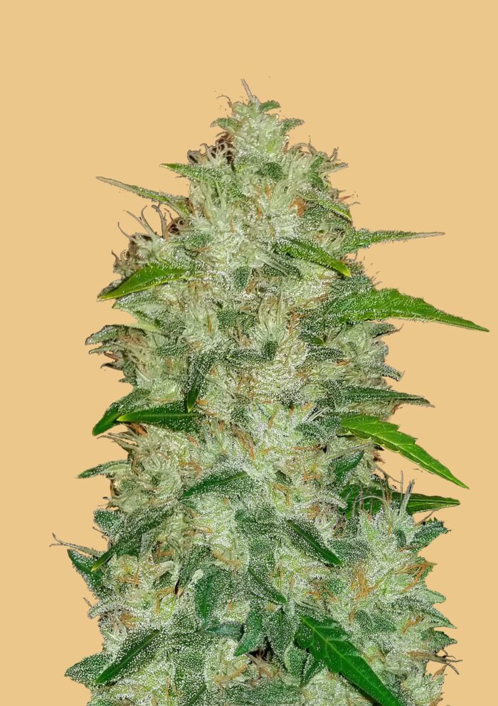 Chemdawg Auto