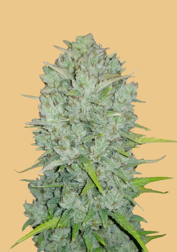 Northern Lights Auto