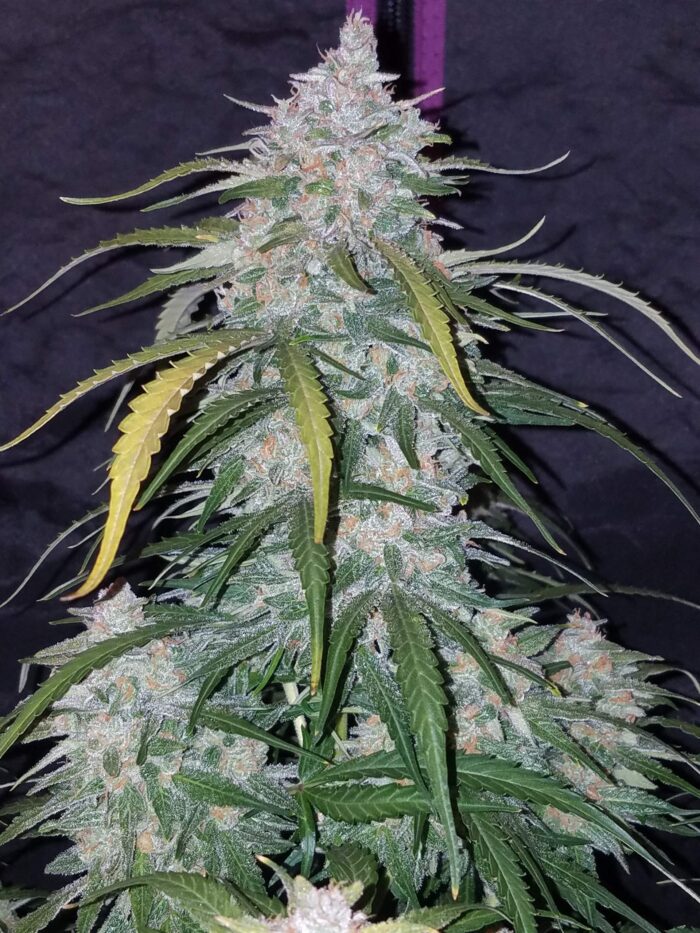 Pineapple Express Auto