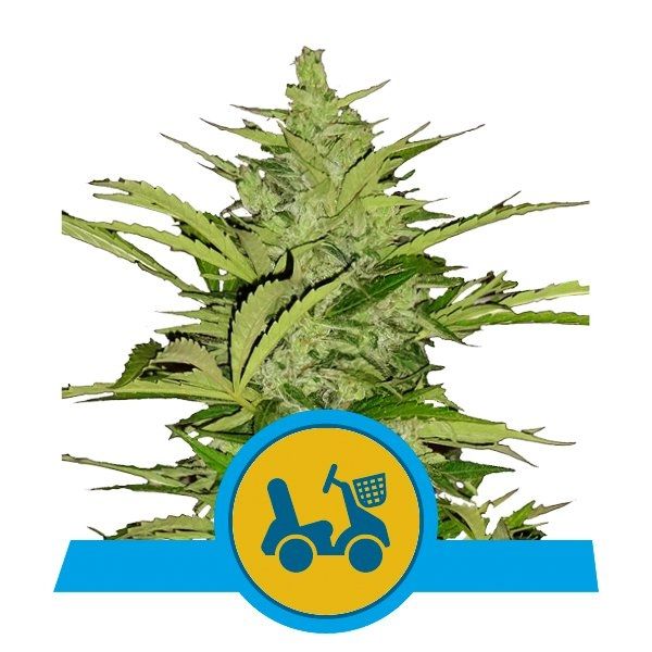 Fast Eddy Automatic CBD
