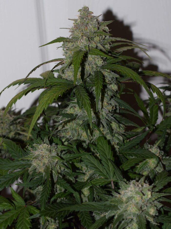 Tangie Auto