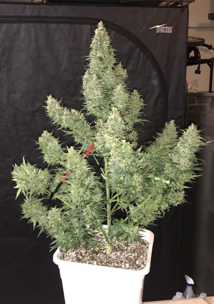 Tangie Auto
