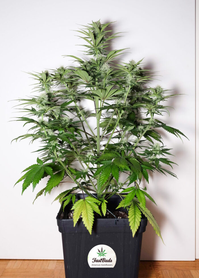 Tangie Auto