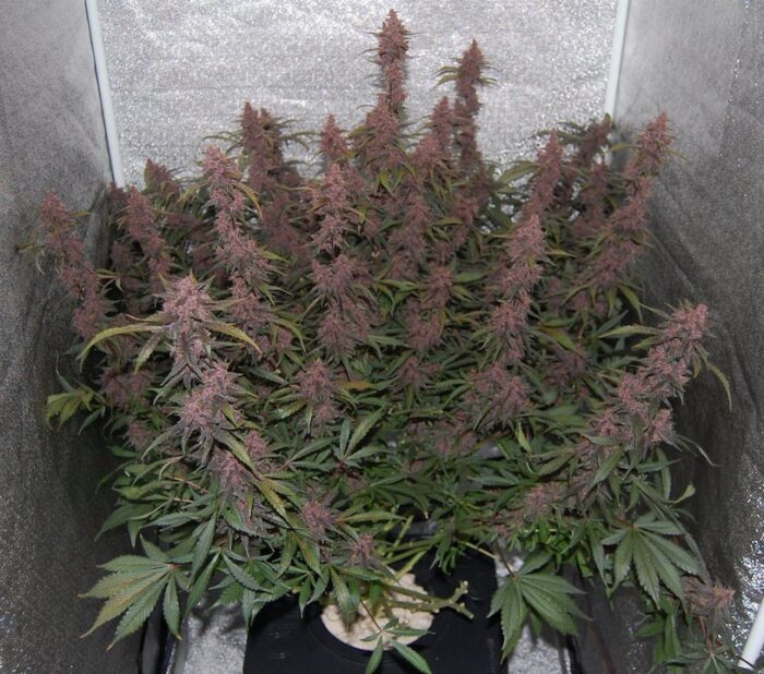 Blackberry Auto