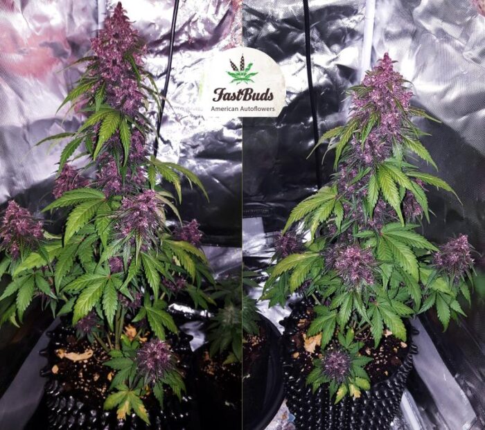 Blackberry Auto