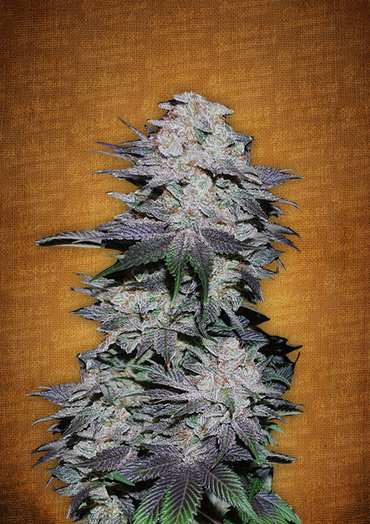 Blackberry Auto